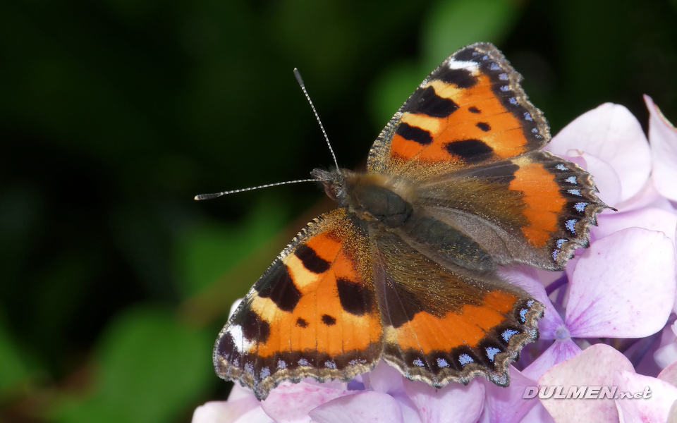 Small Tortoiseshell (Nymphalis urticae)